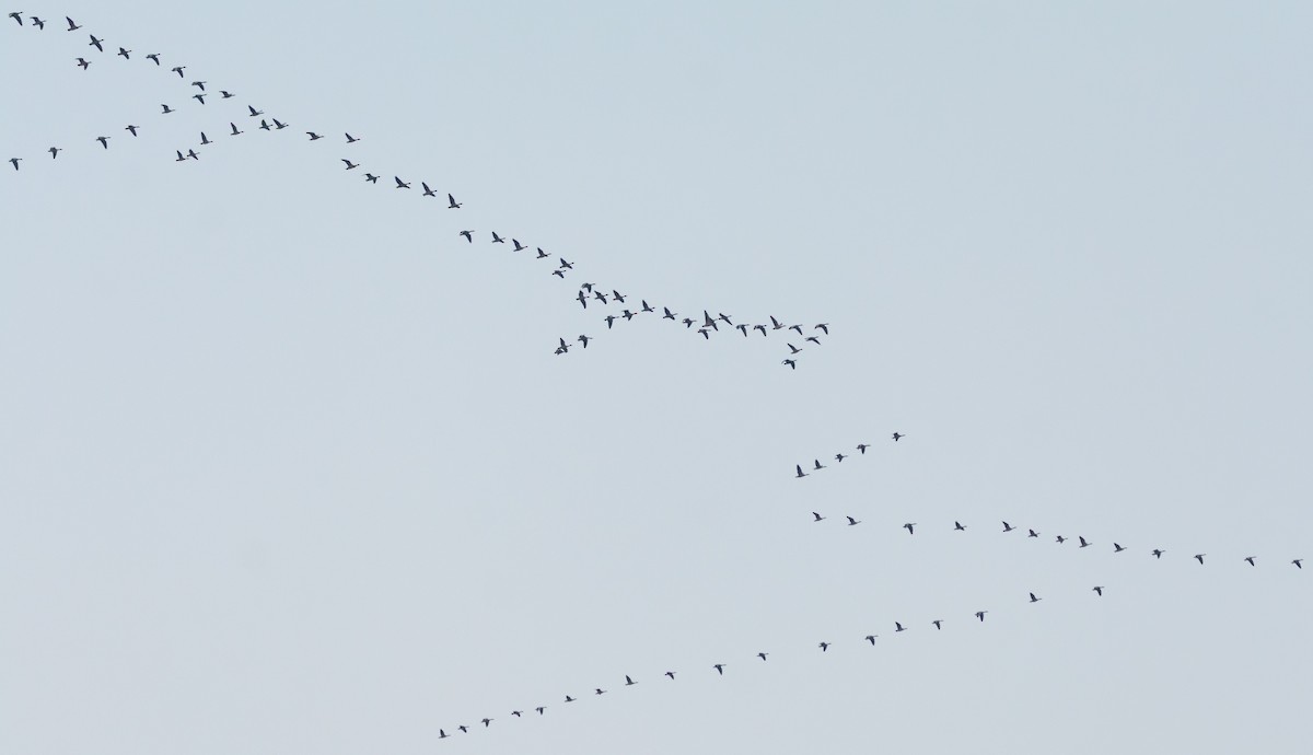 Бор галуу - ML646045592