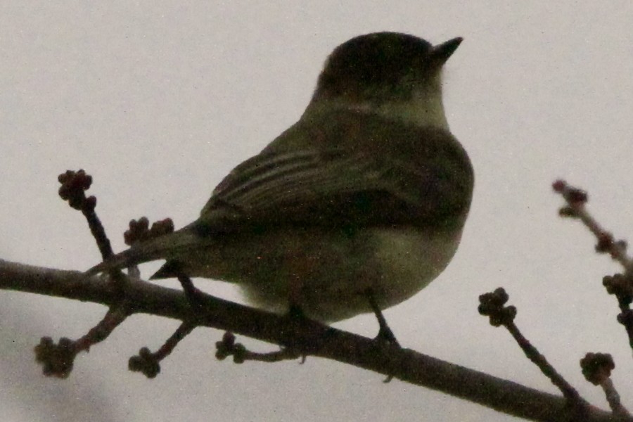 Eastern Phoebe - ML646045610