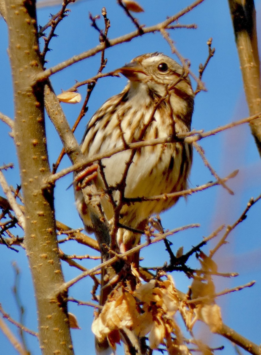 sangspurv - ML646045612