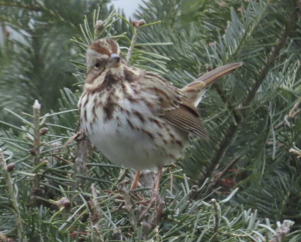 sangspurv - ML646045618