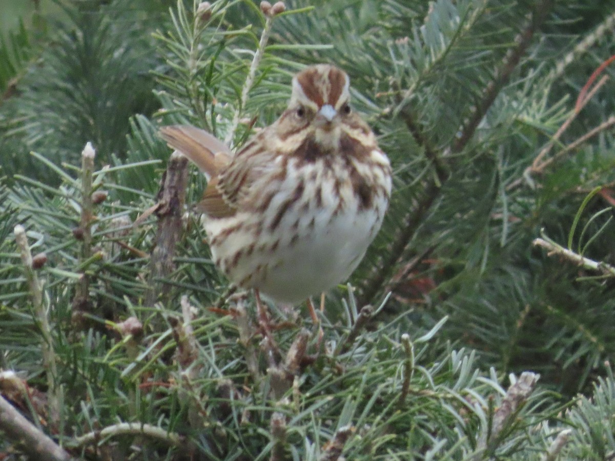 sangspurv - ML646045619