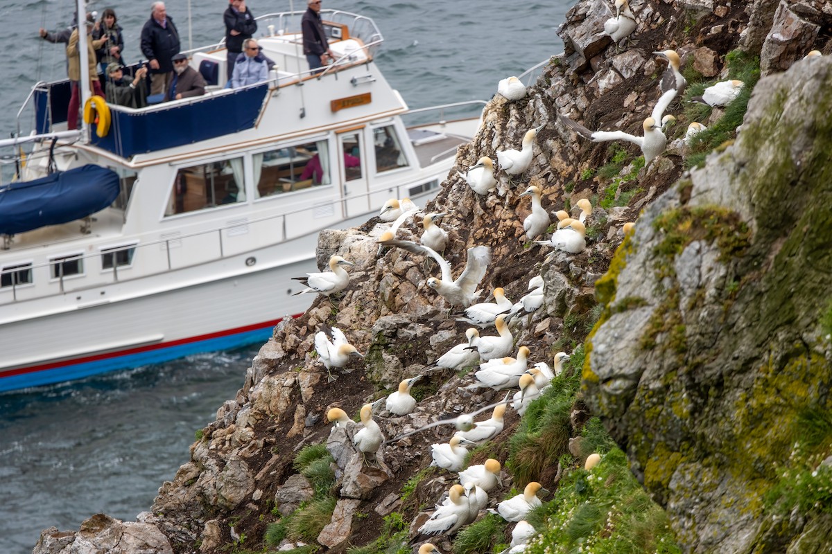 havsule - ML646045620