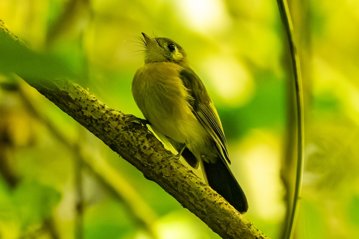 Sulphur-rumped Flycatcher - ML646045622