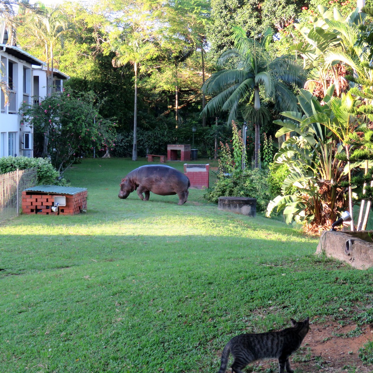 Common Hippopotamus - ML646045625