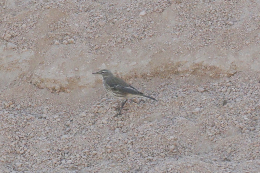 Water Pipit - ML646045626