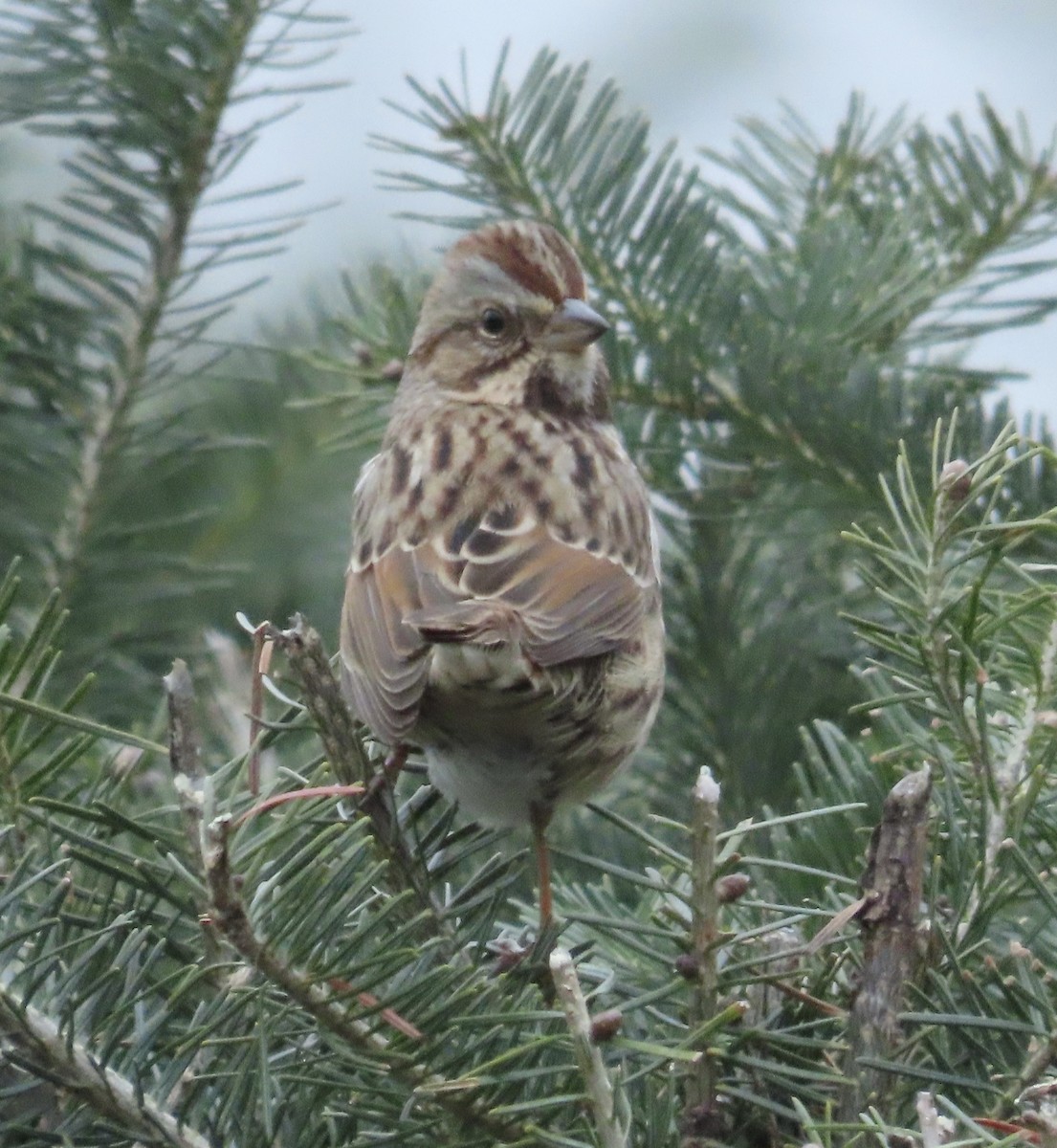 sangspurv - ML646045639