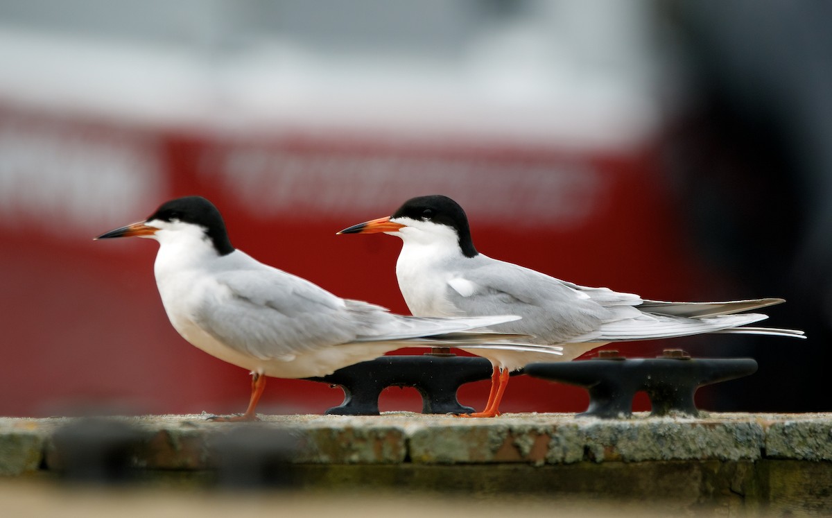 Forster's Tern - ML646045645