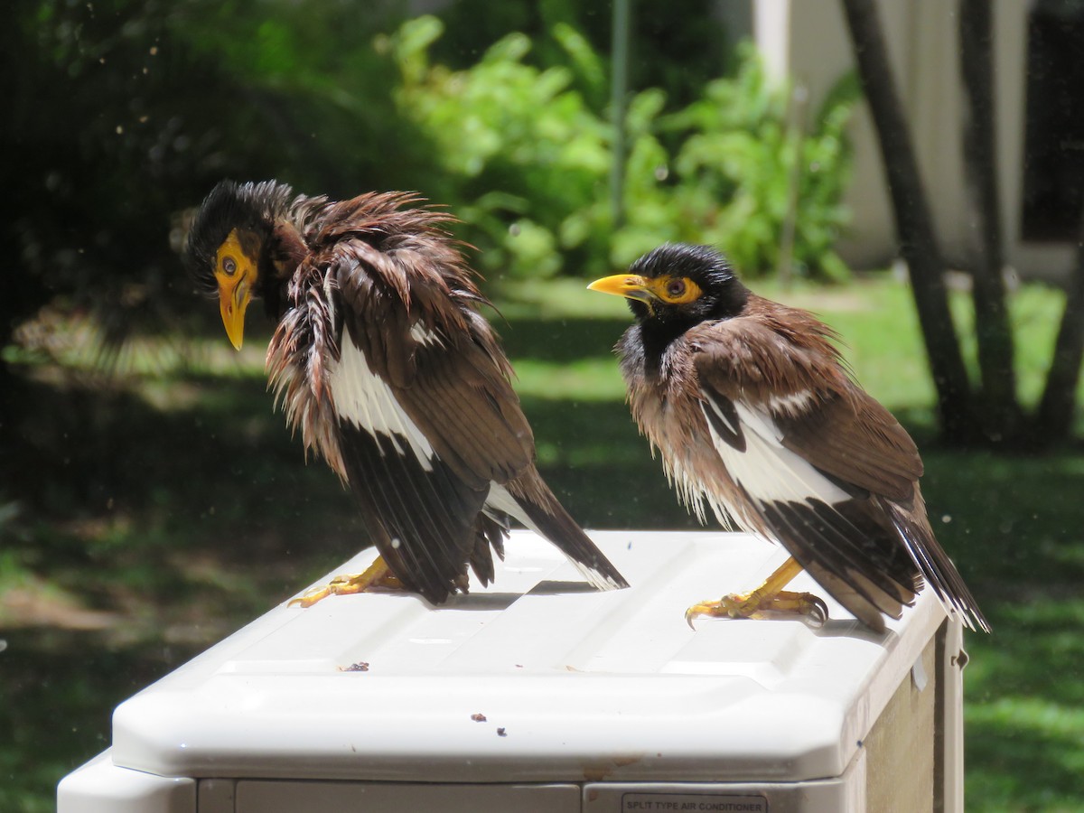 Common Myna - ML646045646