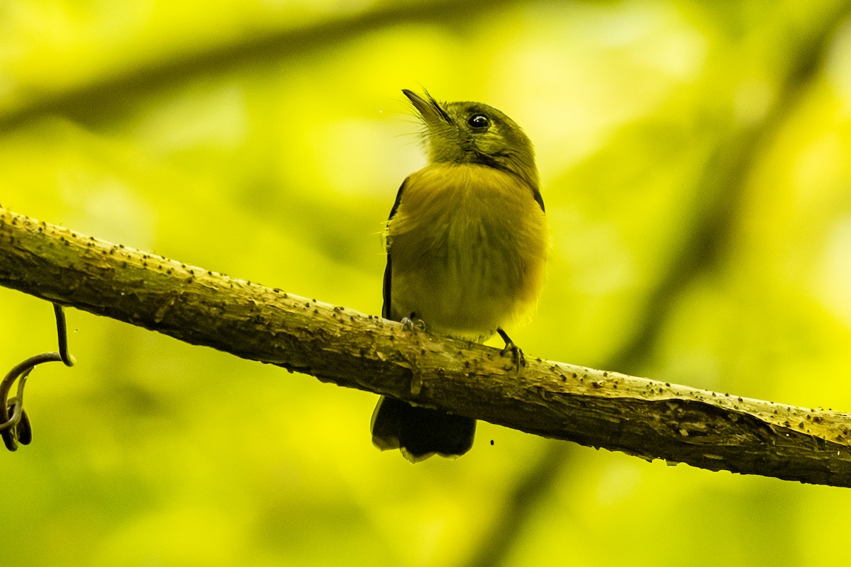 Sulphur-rumped Flycatcher - ML646045648