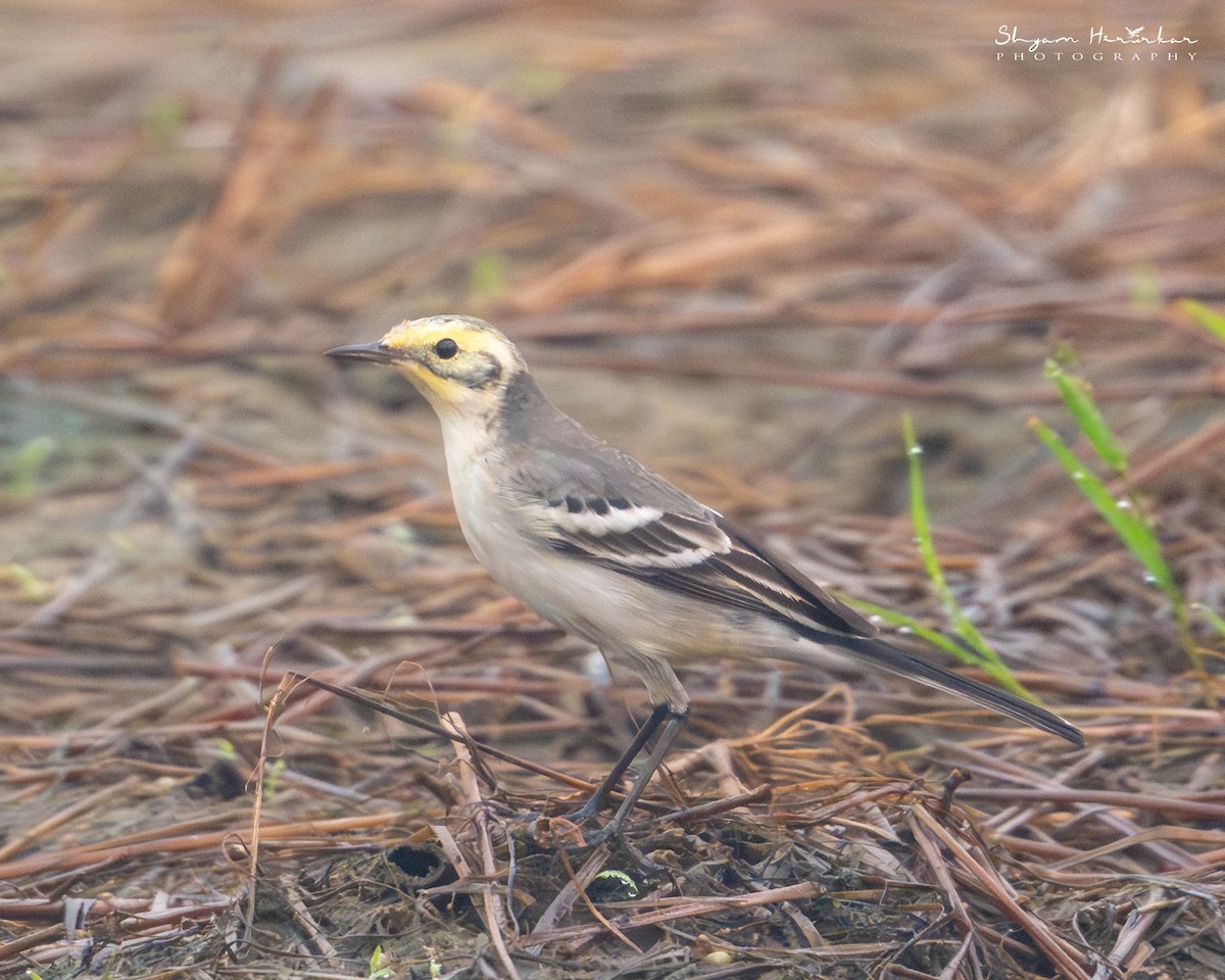 konipas citronový - ML646045649