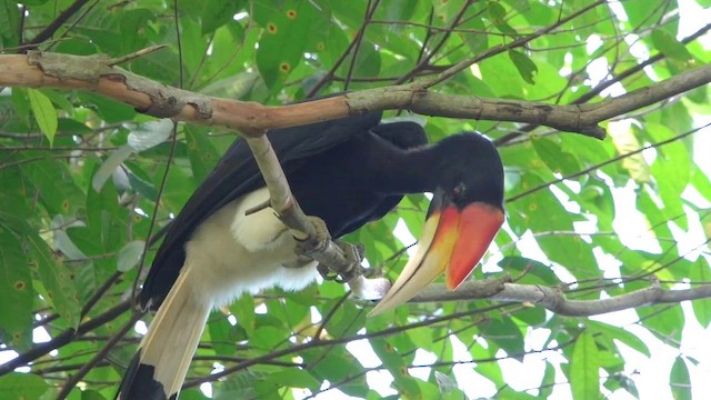 Rhinoceros Hornbill - ML646045652