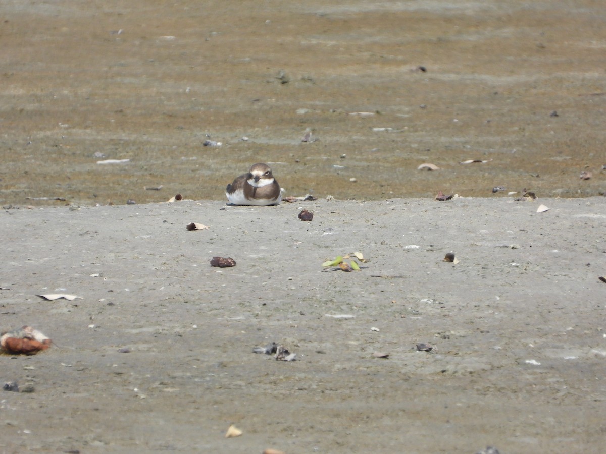 Halkalı Cılıbıt - ML646045655