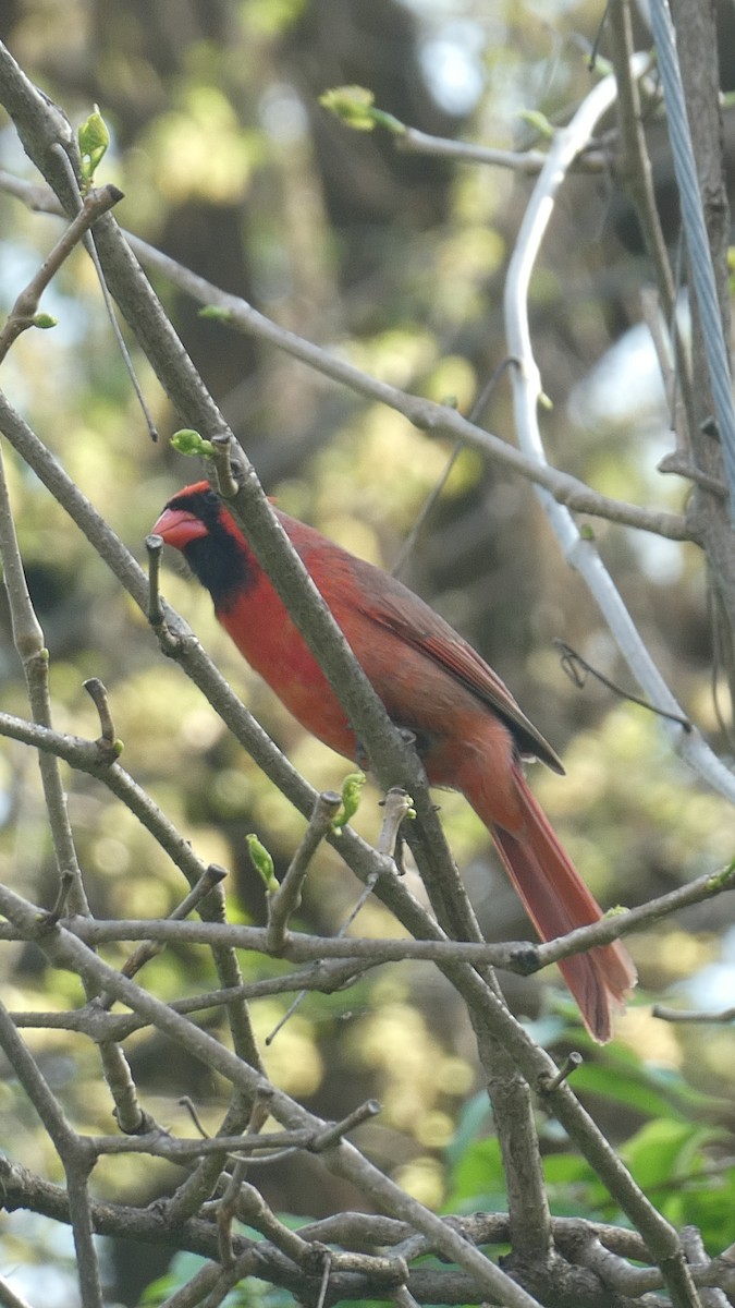 Northern Cardinal - ML646045657