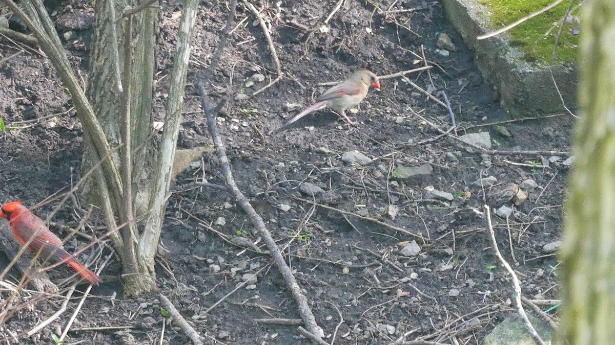 Northern Cardinal - ML646045658