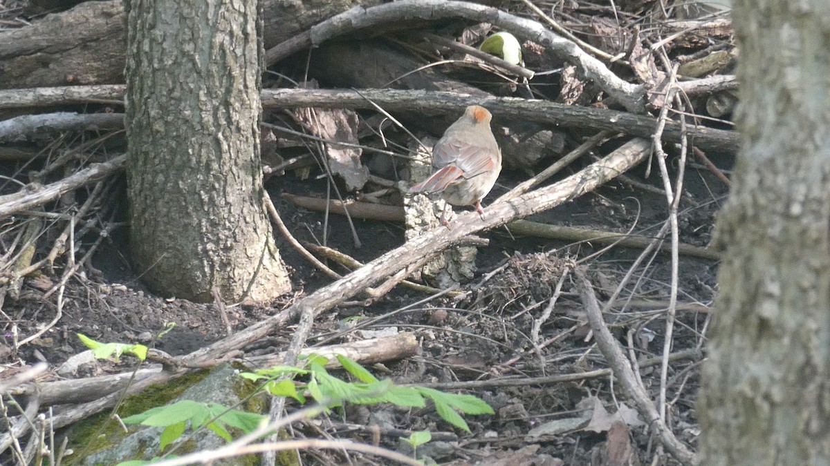 Northern Cardinal - ML646045659