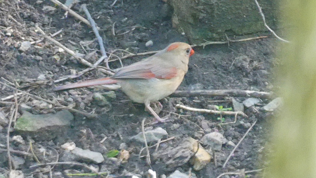 Northern Cardinal - ML646045660