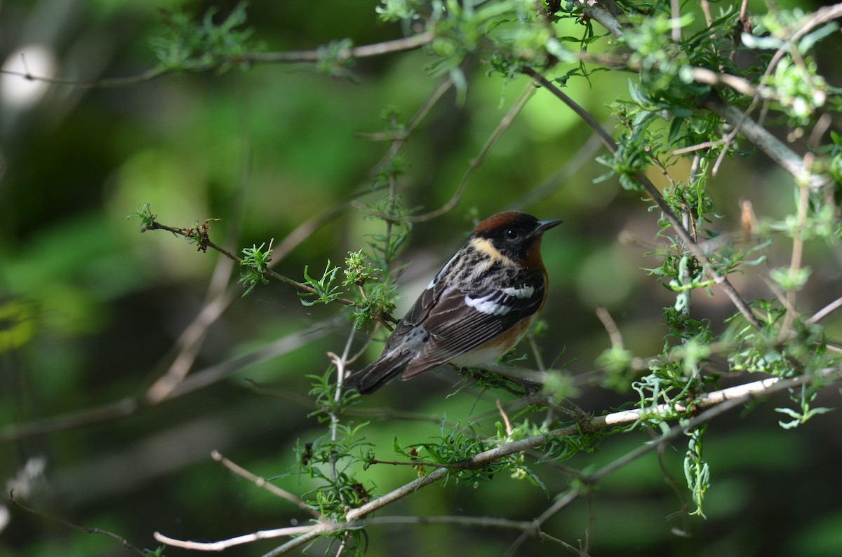 Пісняр-лісовик каштановий - ML646045662