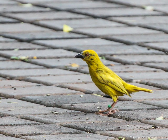 African Golden-Weaver - ML646045666