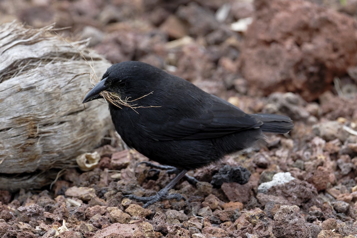 Common Cactus-Finch - ML646045672