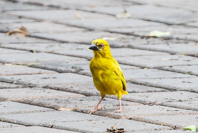 African Golden-Weaver - ML646045673