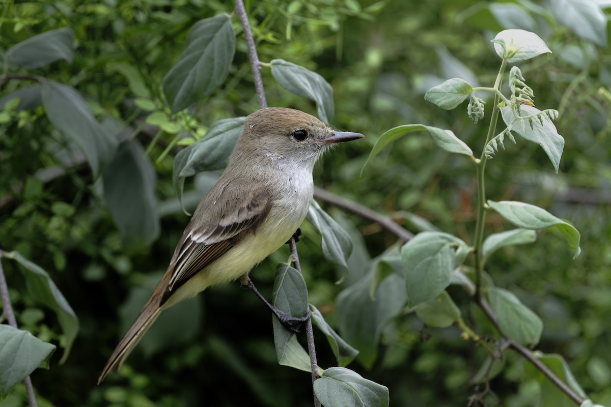Галапагосский миарх - ML646045676