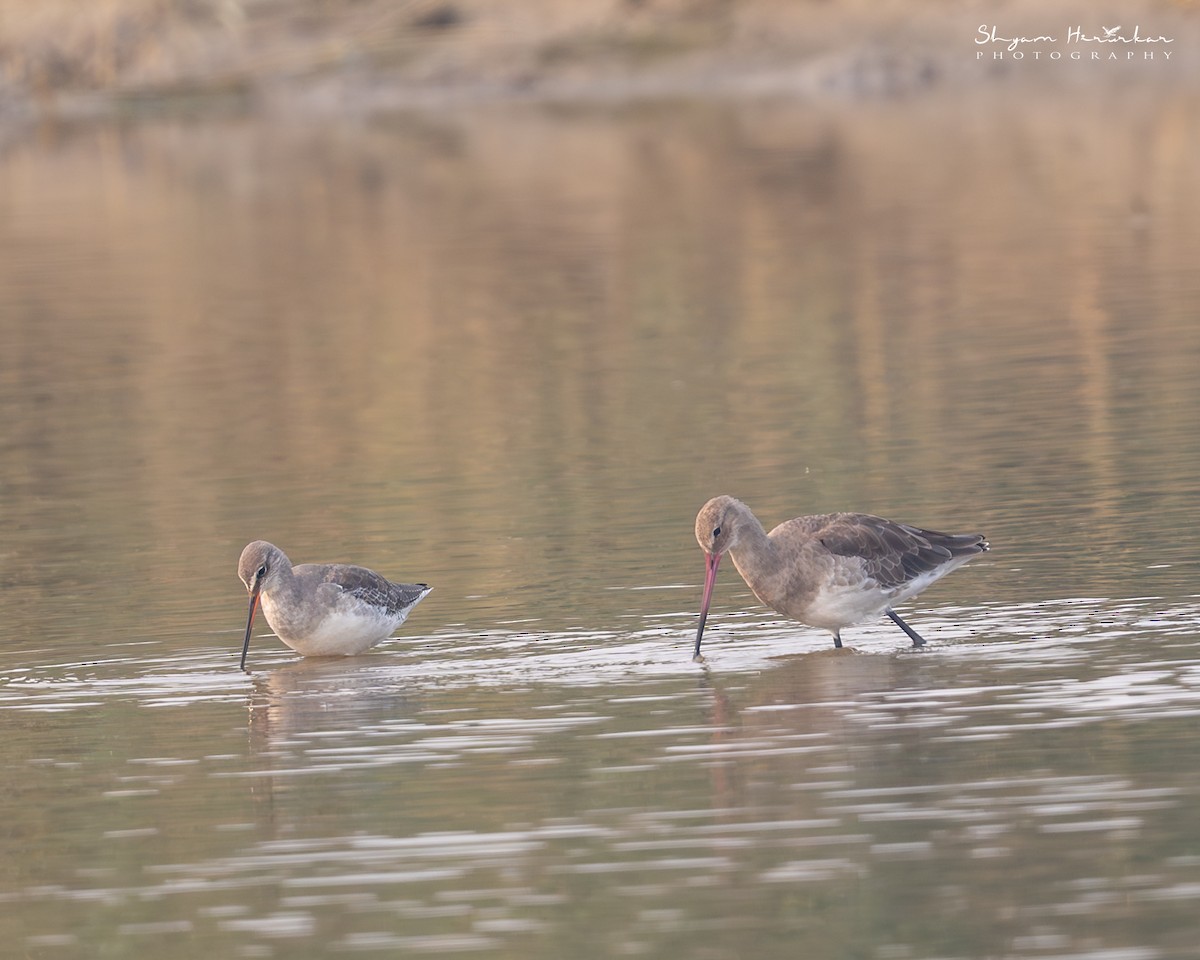 vodouš tmavý - ML646045684