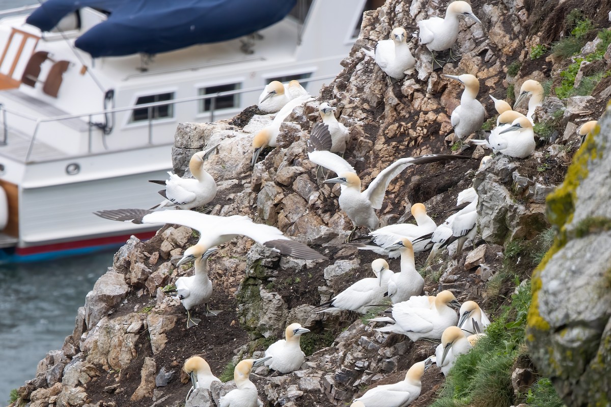 havsule - ML646045687