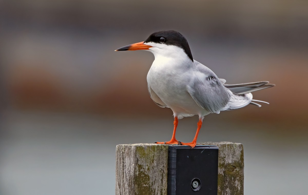 Forster's Tern - ML646045689