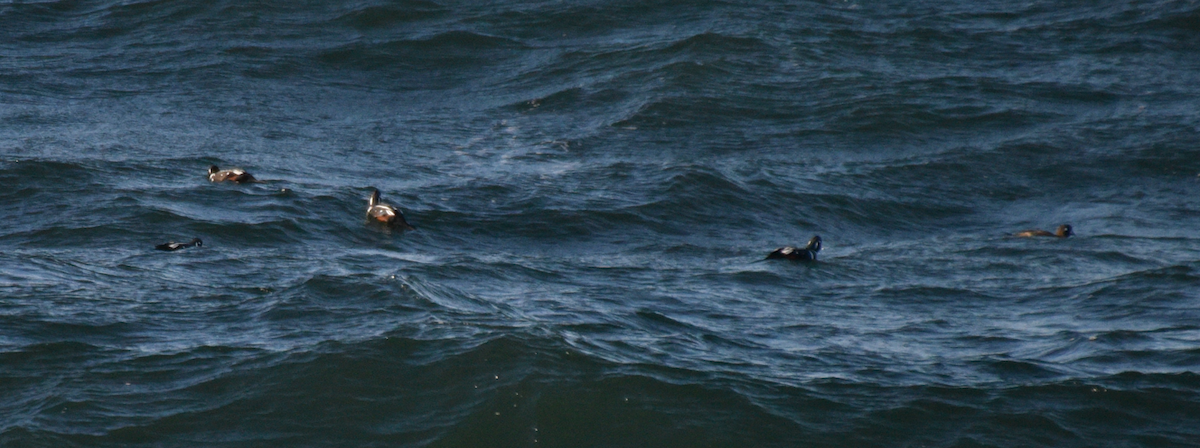 Harlequin Duck - ML646045690