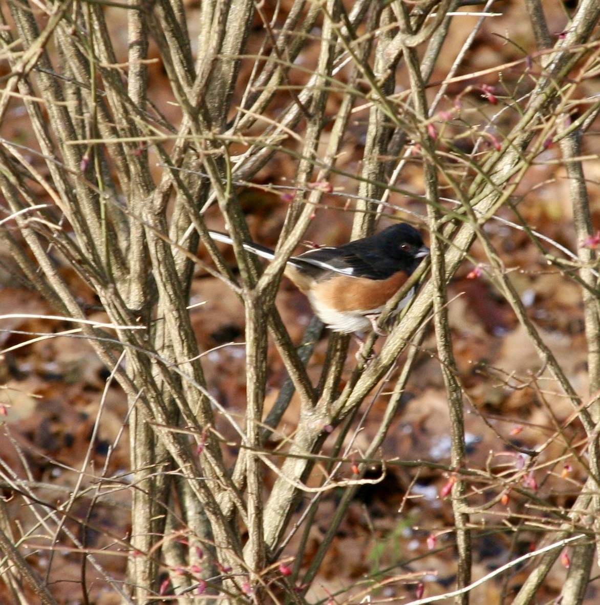 Eastern Towhee - ML646045692