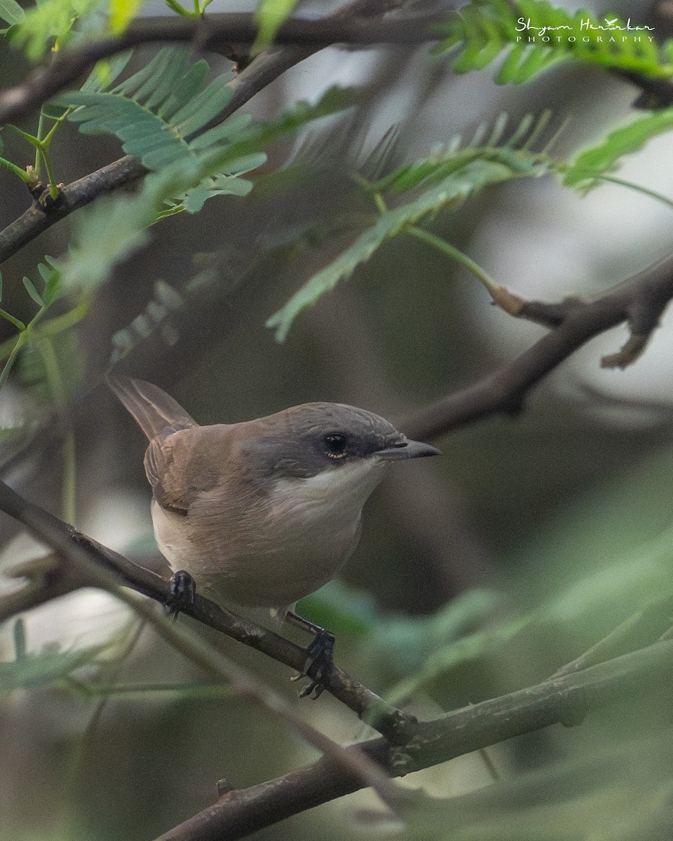 pěnice pokřovní - ML646045695