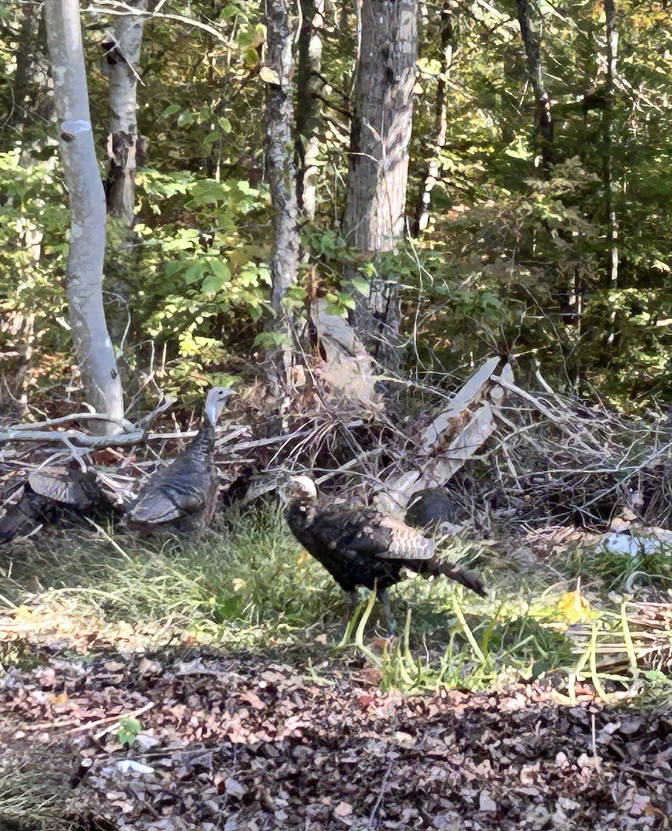 Indioilar arrunta - ML646045696