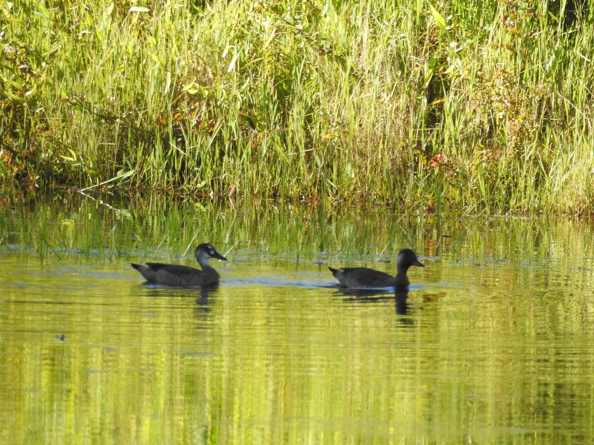 Brazilian Teal - ML646045699