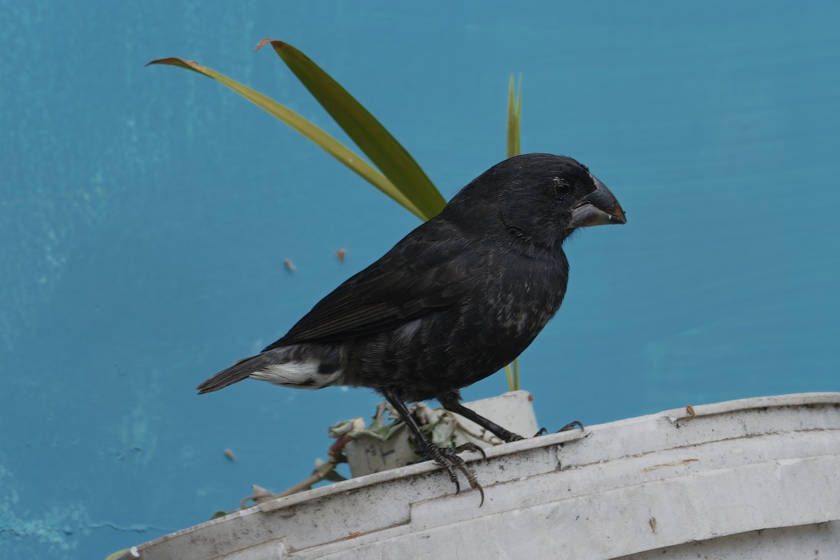 Large Ground-Finch - ML646045702