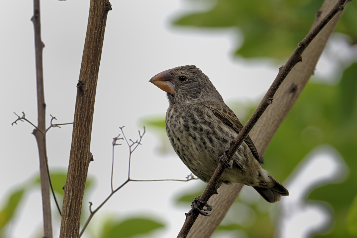 Large Ground-Finch - ML646045703