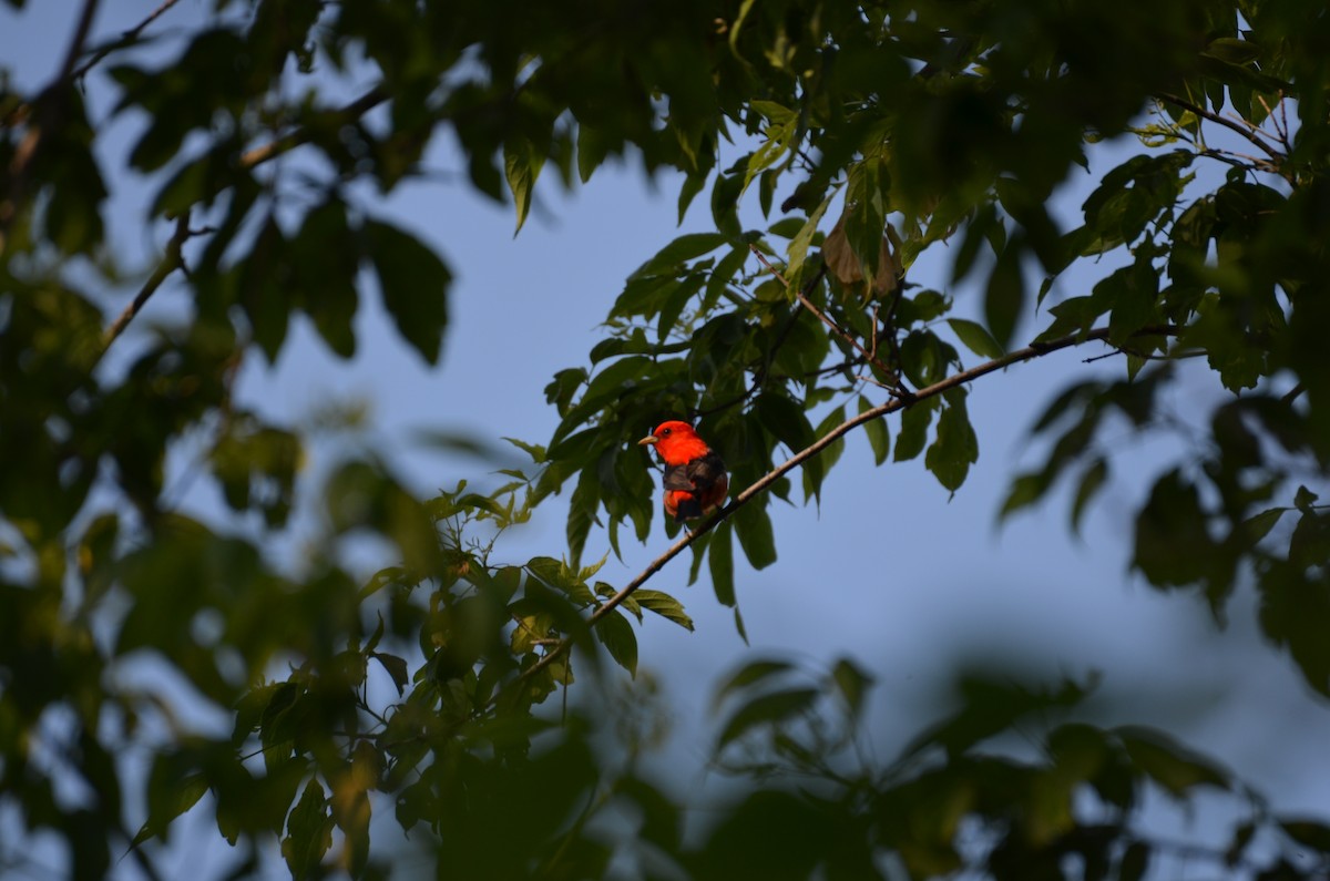 Scarlet Tanager - ML646045705