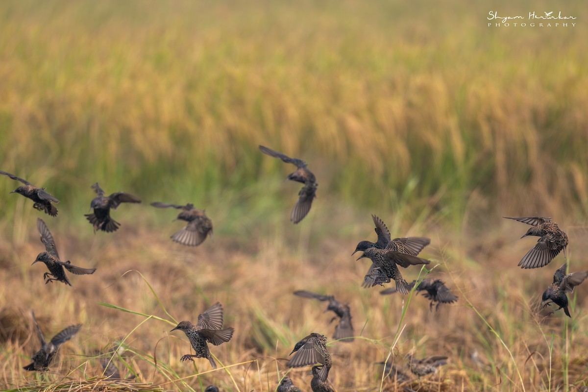 špaček obecný - ML646045706