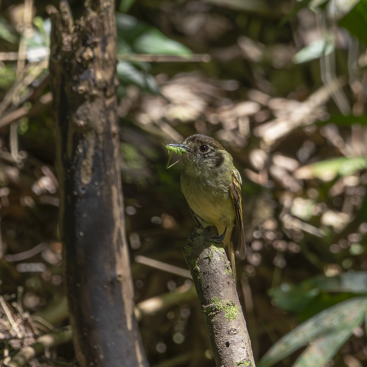 Sepia-capped Flycatcher - ML646045708