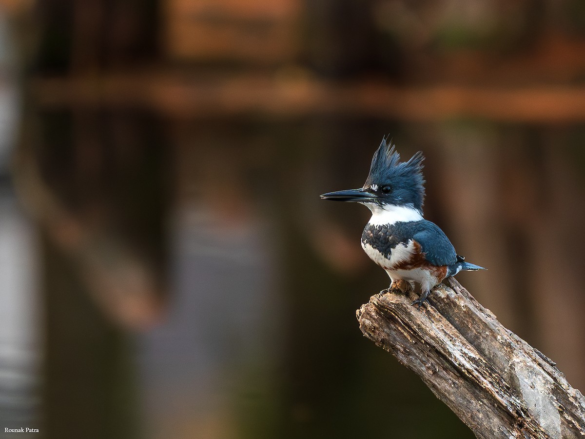Belted Kingfisher - ML646045730