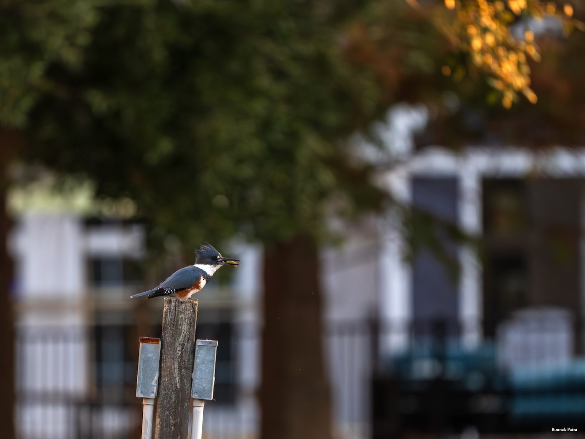 Belted Kingfisher - ML646045731
