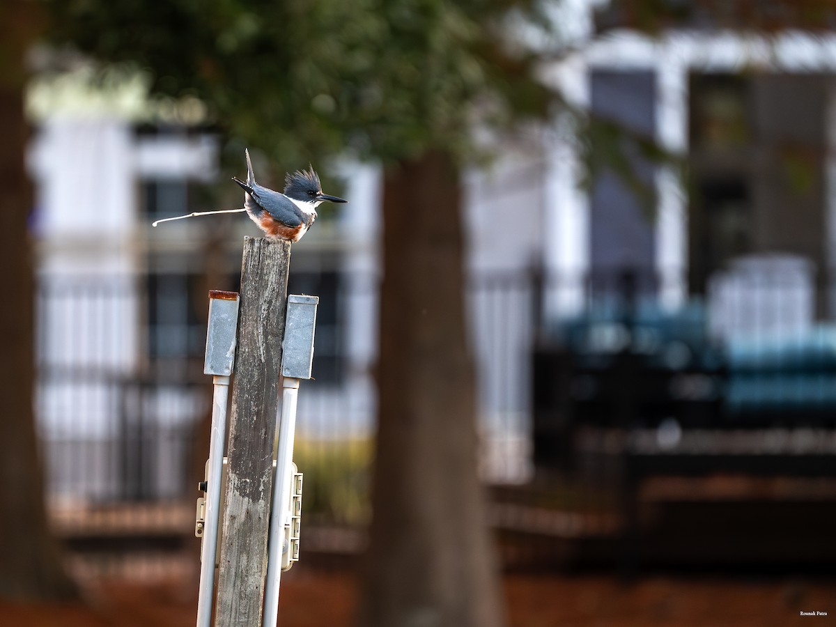 Belted Kingfisher - ML646045732