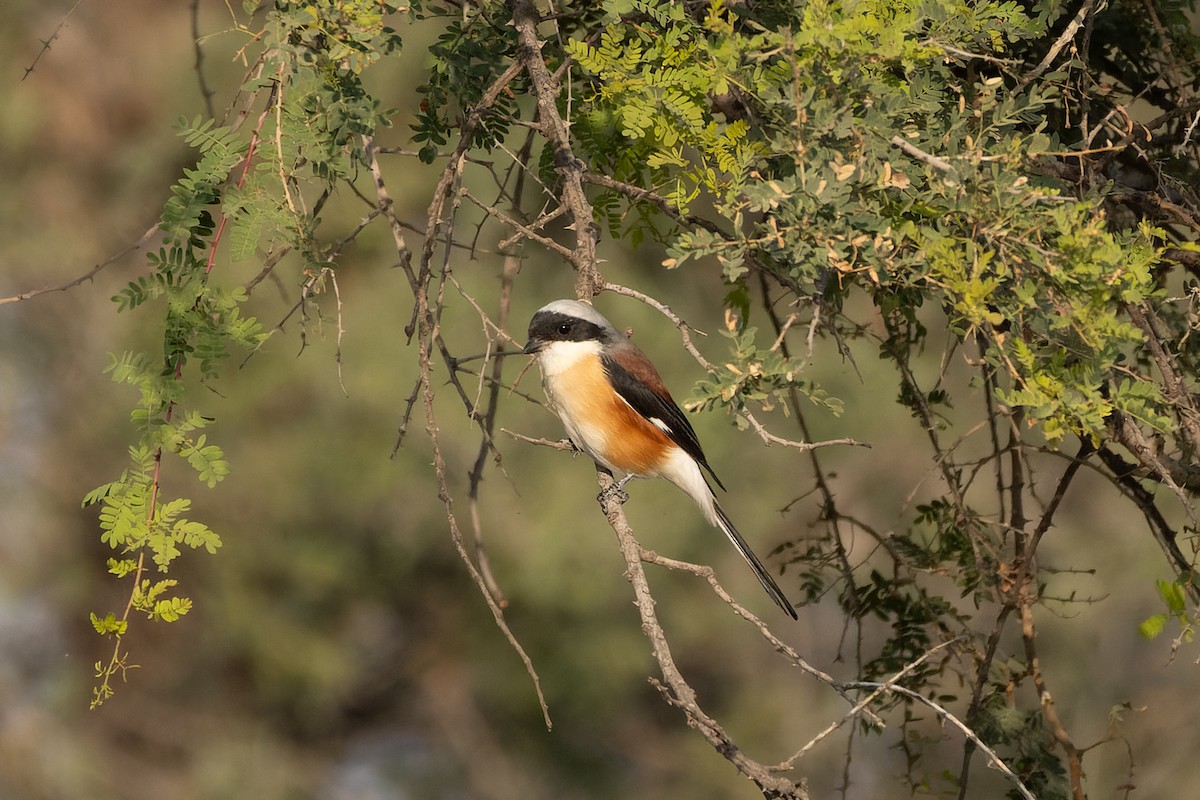 Bay-backed Shrike - ML646045733