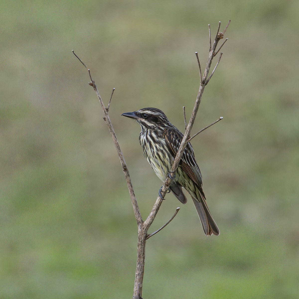Streaked Flycatcher - ML646045738