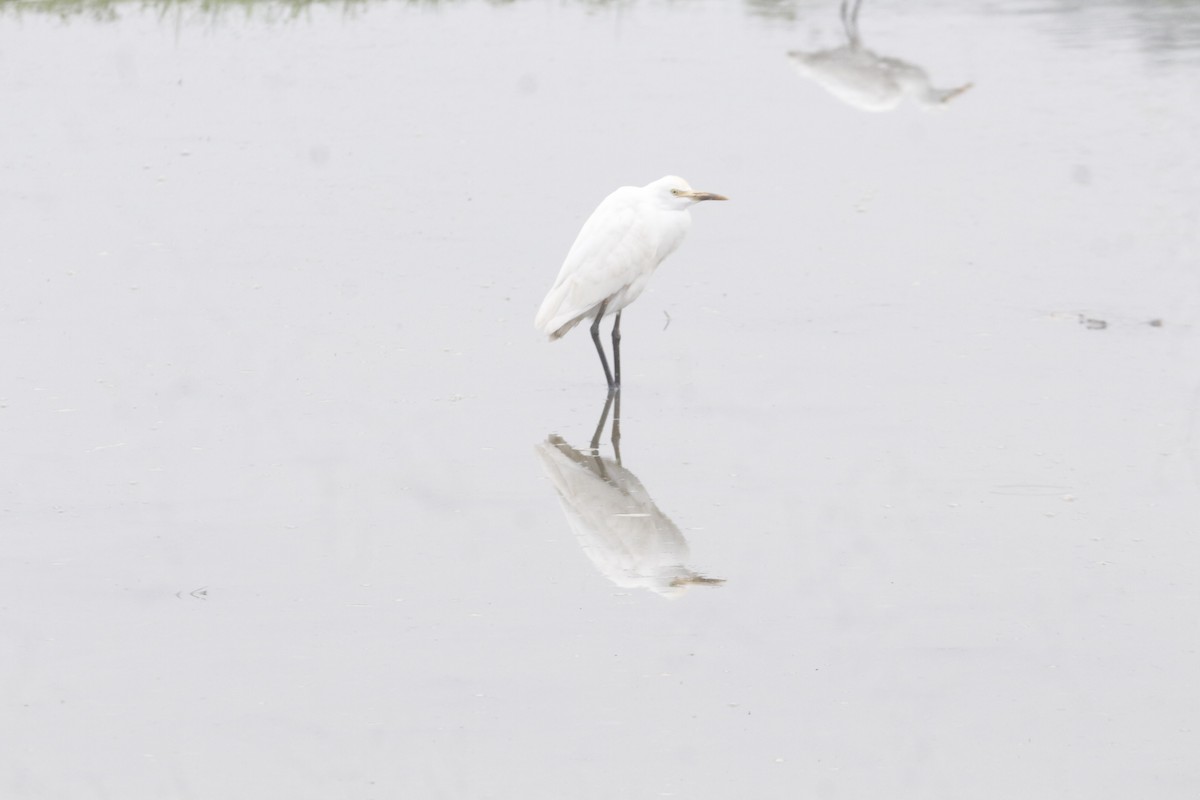 Little Egret - ML646045748
