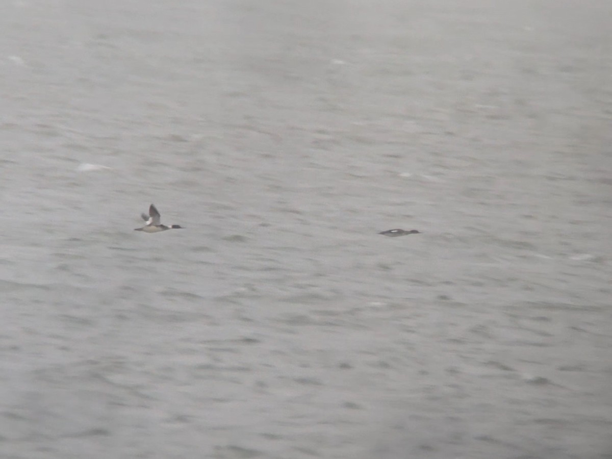 Red-breasted Merganser - ML646045766