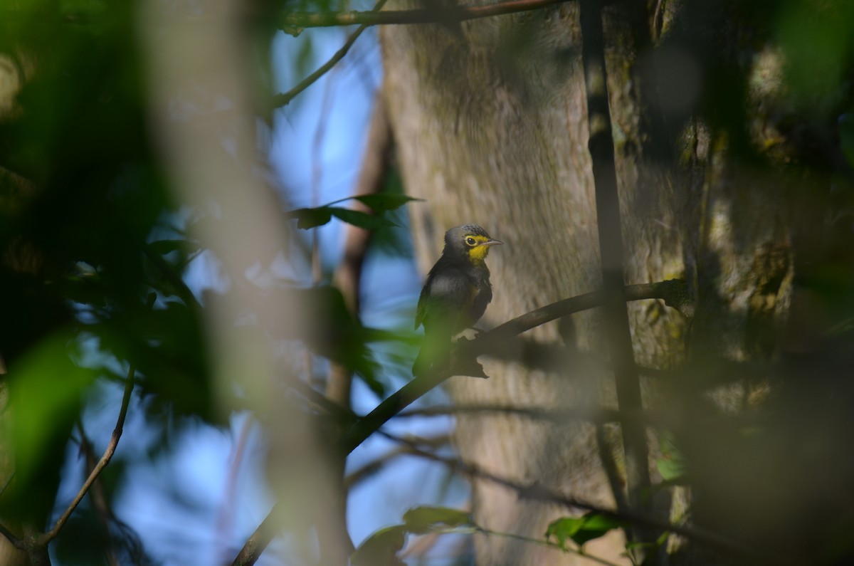 Canada Warbler - ML646045768