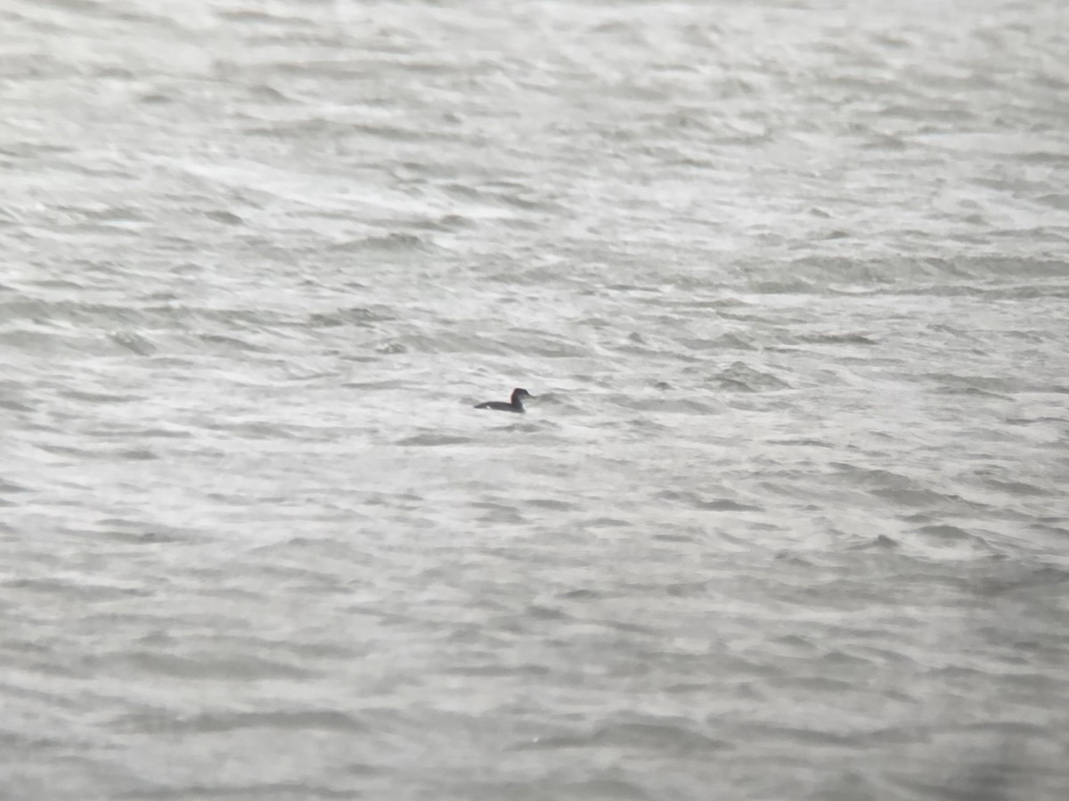 Somormujo Cuellirrojo - ML646045769