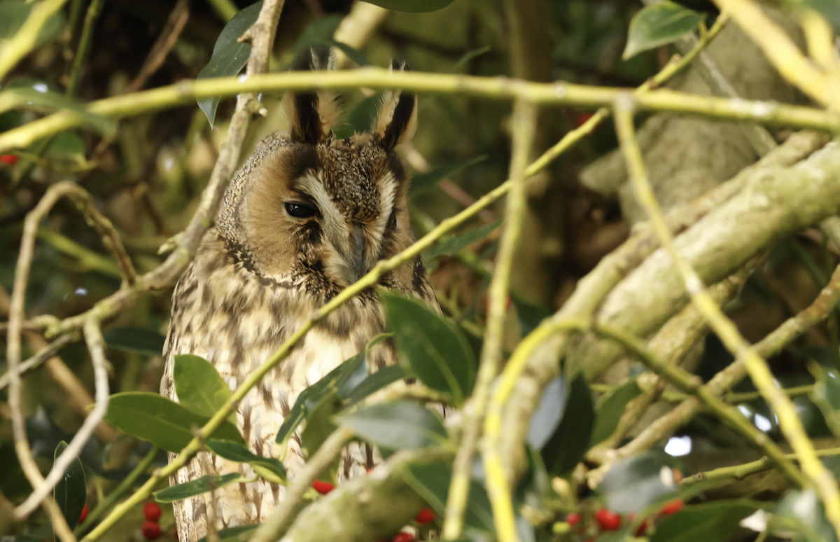 Long-eared Owl - ML646045770
