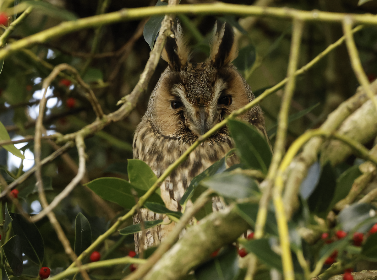 Long-eared Owl - ML646045771