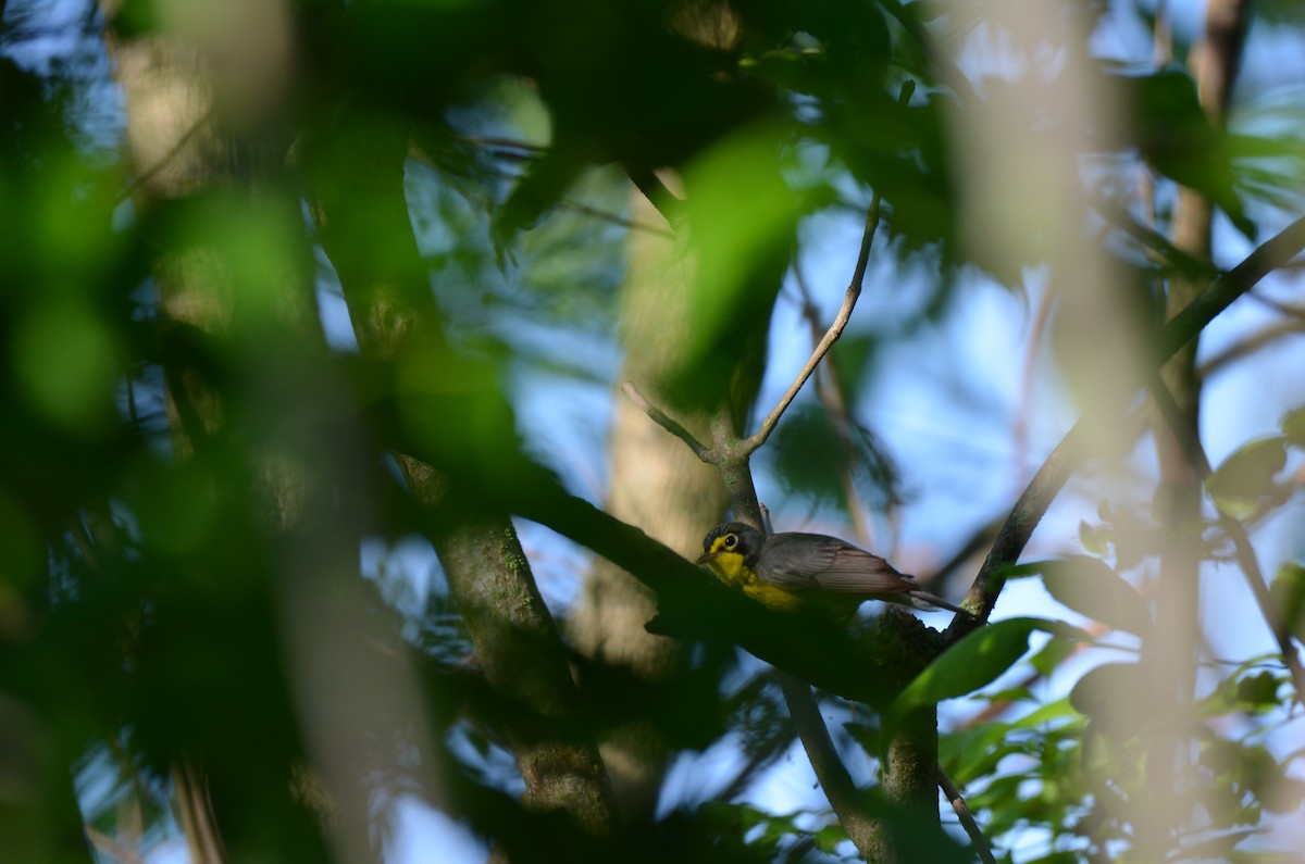 Canada Warbler - ML646045774